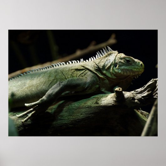 Poster Iguana délicatissima (Devant)