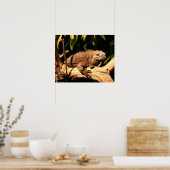 Poster Iguana jamaïcaine en danger, Cyclura collei (Cuisine)