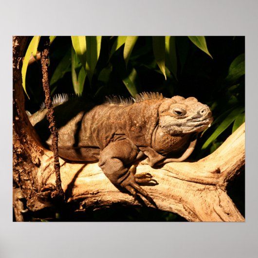 Poster Iguana jamaïcaine en danger, Cyclura collei (Devant)