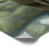 Poster Iguana sur les rochers à St. Thomas (Coin)