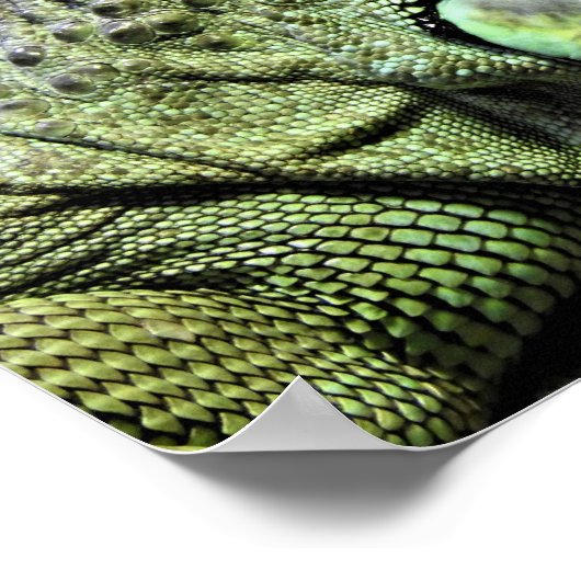 Poster Iguana verte (Coin)