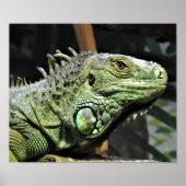 Poster Iguana verte (Devant)