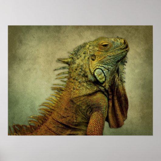 Poster Iguana verte (Devant)