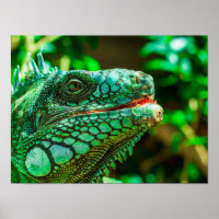 Iguana verte