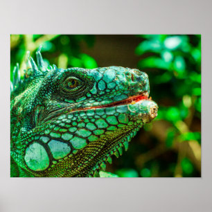 Poster Iguana verte