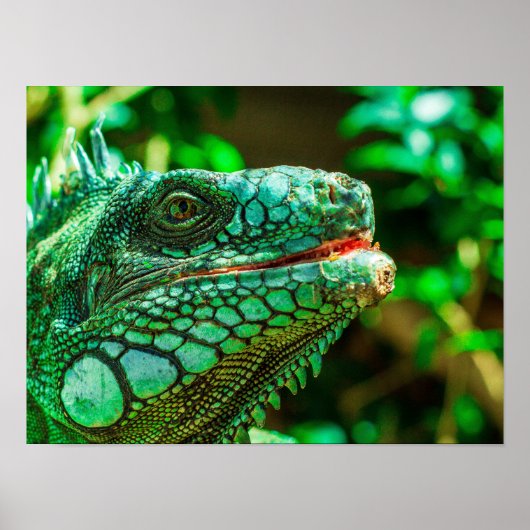 Poster Iguana verte (Devant)