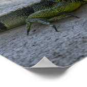 Poster Iguana verte à l'ombre d'un palmier (Coin)