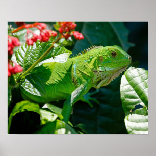 Poster Iguane