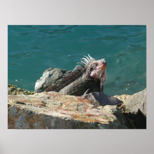 Poster Iguane à St. Thomas (Devant)