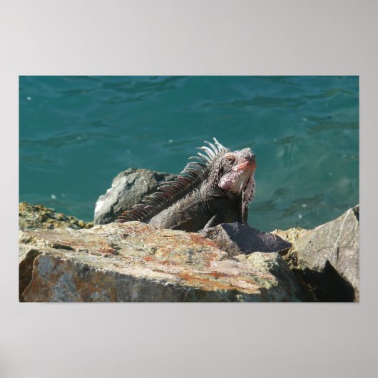 Poster Iguane à St. Thomas (Devant)