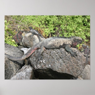 Poster Iguane marin