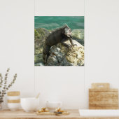 Poster Iguane sur les rochers à St. Thomas (Cuisine)