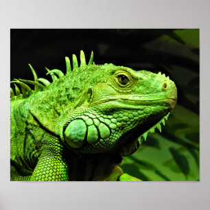 Poster Iguane vert