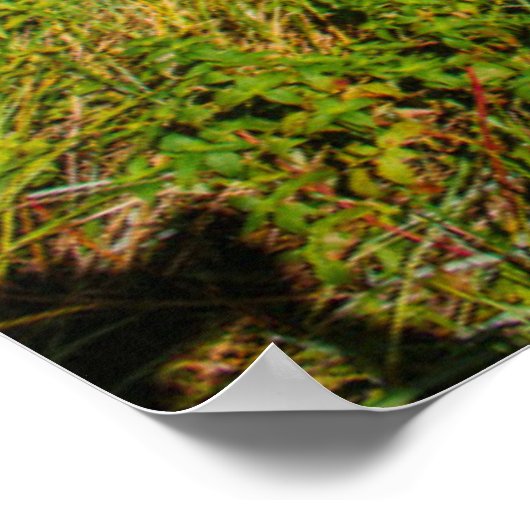 Poster Iguazu Falls National Park, Argentine (Coin)