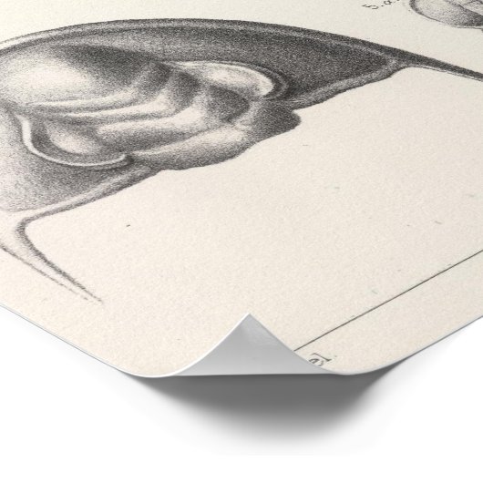 Poster II Période primitive (Coin)