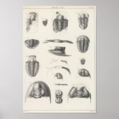 Poster II Période primitive (Devant)