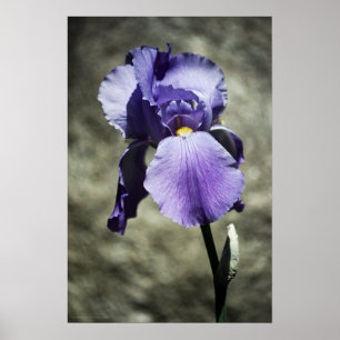 Poster Il y a Beauty Print