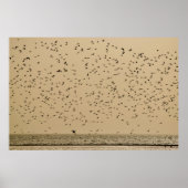 Poster Île aux oiseaux (Devant)