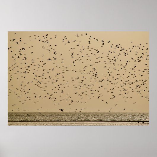 Poster Île aux oiseaux (Devant)