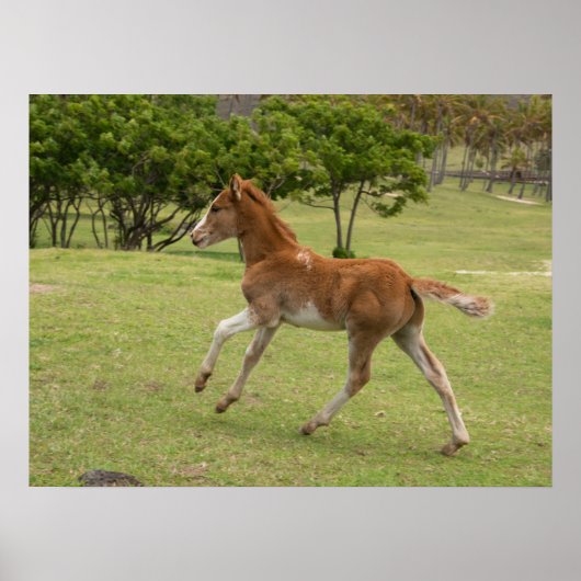 Poster Île de Pâques alias Rapa Nui (Devant)