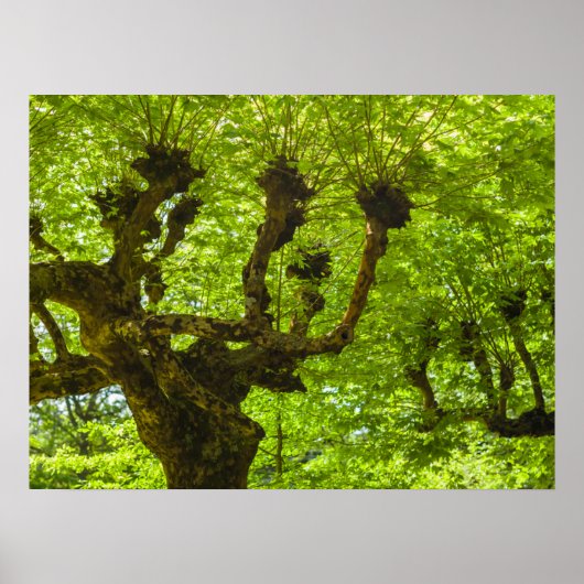 Poster Île de Sao Miguel (Devant)