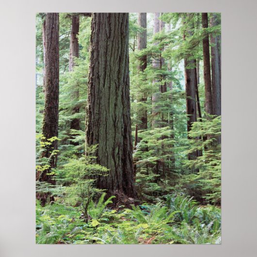 Poster Île de Vancouver, parc provincial MacMillan 1 (Devant)