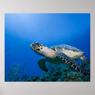 Poster Îles Caïmans, Little Cayman Island, sous l'eau 2