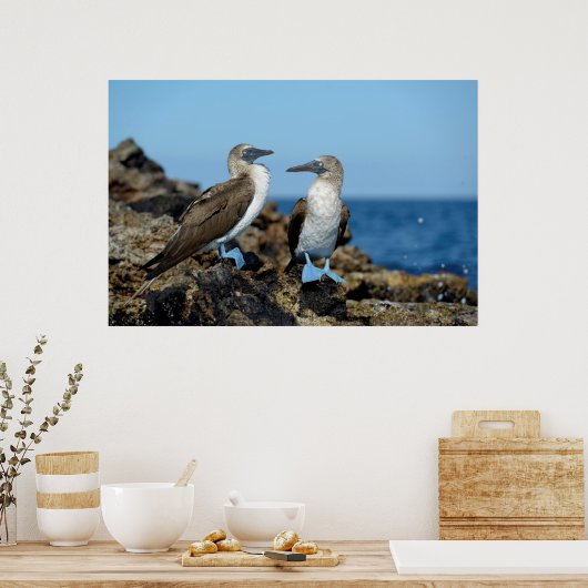 Poster Îles Galapagos, île d'Isabela (Cuisine)