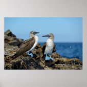 Poster Îles Galapagos, île d'Isabela (Devant)
