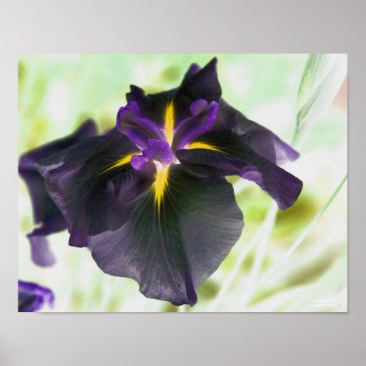 Poster Illuminated Japanese Iris Floral Print (Devant)
