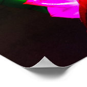 Poster Illuminated Koi (Coin)