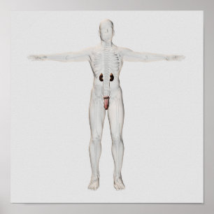 Poster illustration 3D de l'appareil reproducteur