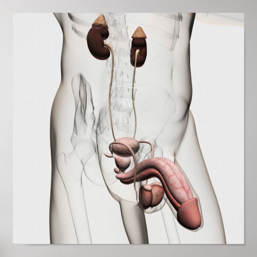 Poster Illustration 3D Du Système Reproductif Homme 1 (Devant)