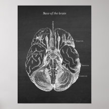Illustration anatomique du cerveau Imprimer no 3