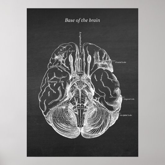 Poster Illustration anatomique du cerveau Imprimer no 3 (Devant)