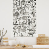 Poster Illustration anatomique vintage (Cuisine)