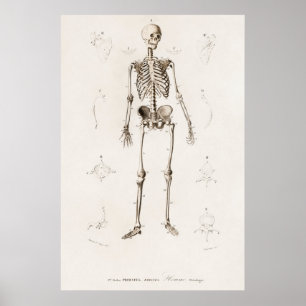 Poster Illustration anatomique vintage