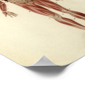 Poster Illustration anatomique vintage (Coin)