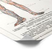 Poster Illustration anatomique vintage (Coin)