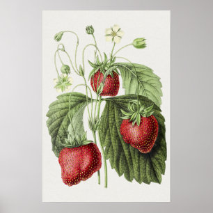 Poster Illustration ancienne de Fraise reine des belges.