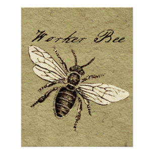Poster Illustration Antique d'Abeille Ouvrière Insecte Vi