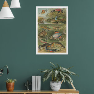 Poster Illustration Antique d'Amphibien & de Poisson de S