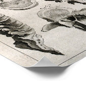 Poster Illustration antique de la colonne vertébrale, épi (Coin)