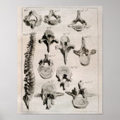 Poster Illustration antique de la colonne vertébrale, épi (Devant)