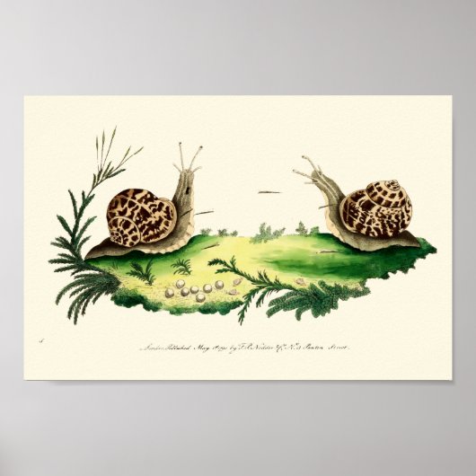 Poster Illustration antique des escargots de jardin (Devant)