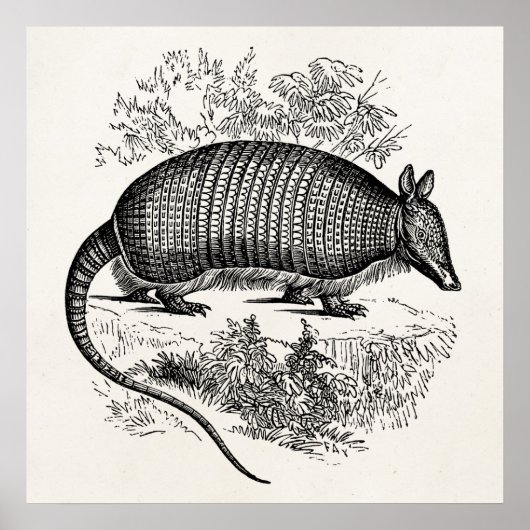 Poster Illustration Armadillo Retro Armadillos vintage (Devant)