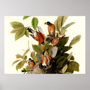 Poster Illustration Audubon American Robin Wildlife Bird