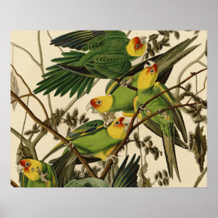 Poster Illustration Audubon Carolina Parrot Bird
