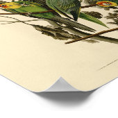 Poster Illustration Audubon Carolina Parrot Bird (Coin)