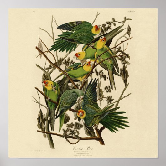 Poster Illustration Audubon Carolina Parrot Bird (Devant)